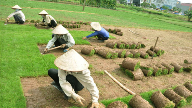 Dịch vụ trồng cỏ uy tín chuyên nghiệp hàng đầu thị trường