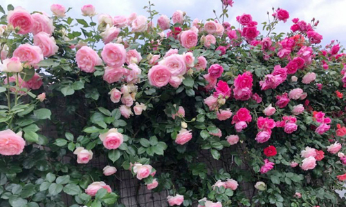 Cây hoa hồng tổng quan ý nghĩa và phân loại các loại hoa hồng