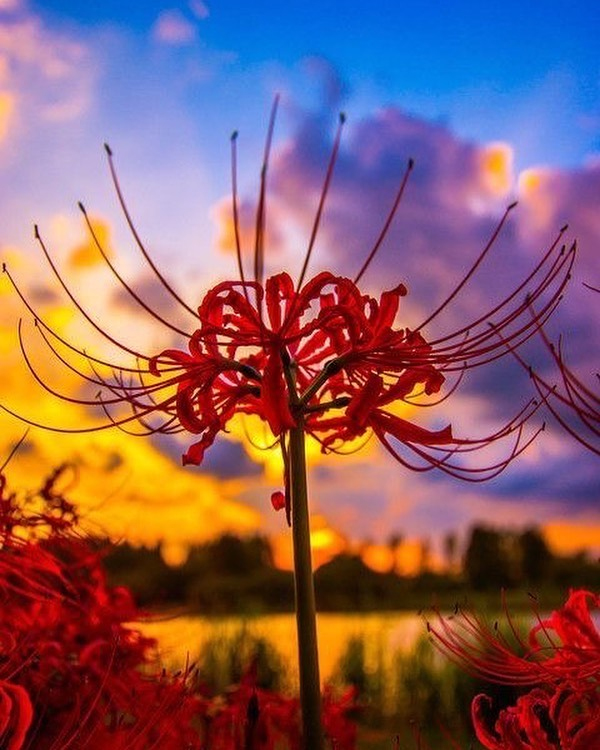 Hoa Bỉ Ngạn là loài hoa đẹp tuyệt vời với những cánh hoa tím mỏng manh nhưng rất đẹp mắt. Hãy xem hình ảnh về Hoa Bỉ Ngạn để được thưởng thức vẻ đẹp thiên nhiên tuyệt vời này.