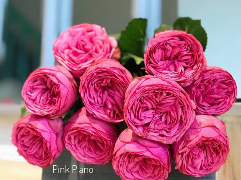 hoa hồng ecuador pink piano