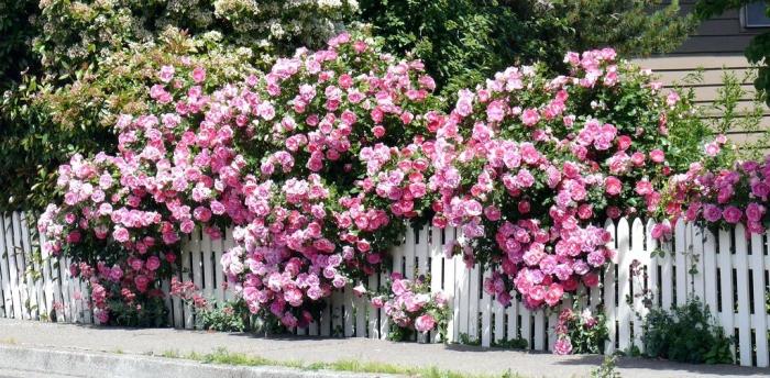 hàng rào cây hoa hồng leo