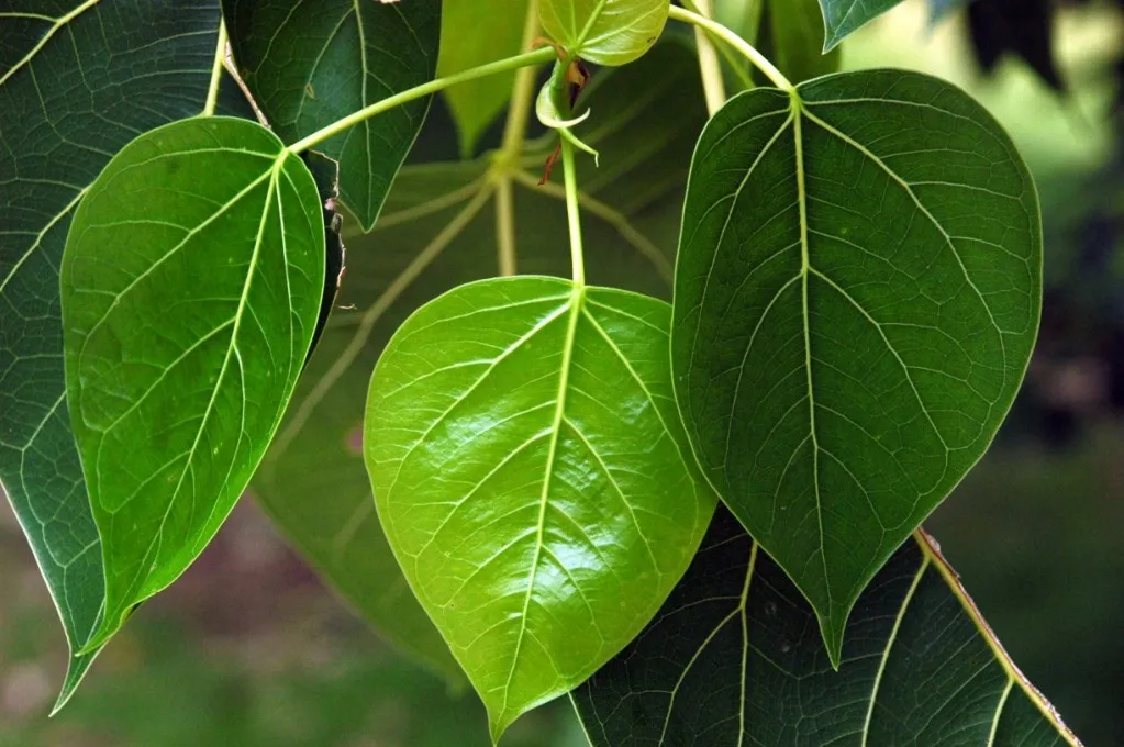 Kiểu Cây Phù Hợp Để Trồng Trên Tường