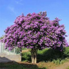 Cây bằng lăng